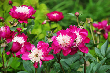 Bright pink Paeonia lactiflora in flower