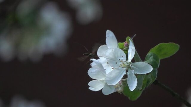 Crane Fly, Daddy Longlegs or Mosquito Hawk (Tipula maxima). Mosquito Hawk is on Apple Blossom, slow motion video