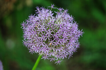 Purple allium 'globe master' in flower