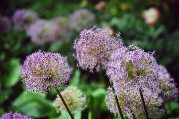 Purple allium 'globe master' in flower