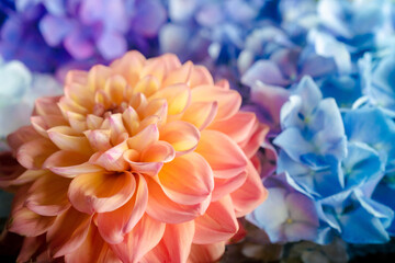 blue and yellow dahlia
