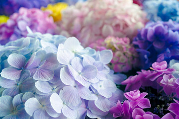Obraz na płótnie Canvas bouquet of lilac