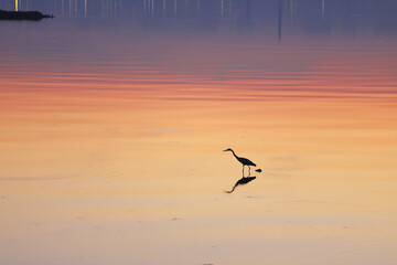 The heron hunts at sunrise.