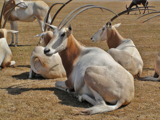 Obraz premium Oryx algazelle