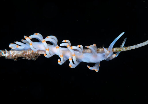 Samla Slug Flabellina-Bilder: Stock-Fotos & -Videos. | Adobe Stock