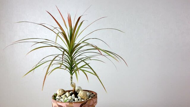 The houseplant dracena plant in a flower pot rotates 360 degrees, side view