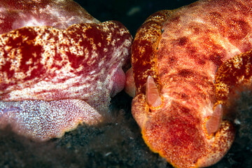 A couple of giant nudibranchs (sea slugs) - Spanish Dancer - Hexabranchus sanguineus is mating. Underwater world of Tulamben, Bali, Indonesia.