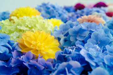 yellow and blue hyacinths