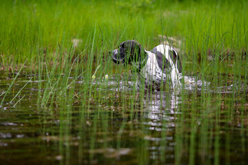 Dog english pointer