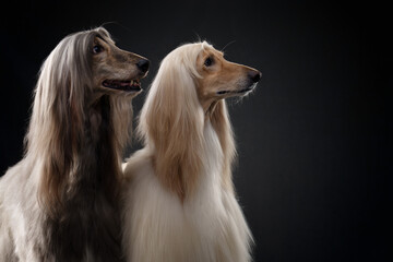 two dogs. Love, relationships. Afghan hound on a black background. long-haired dog for excellent...