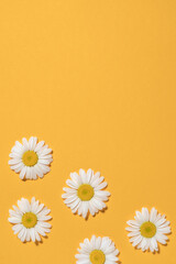 Bright background with camomiles. Daisy on a yellow background. Flat lay