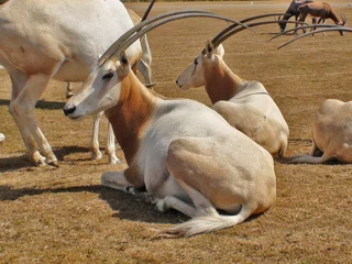 Paintings on glass Antelope Oryx algazelle