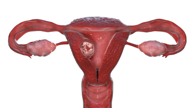 Twin embryos inside female uterus, 3D illustration