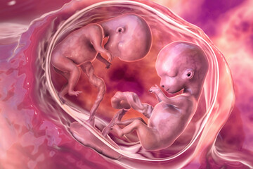 Twin embryos inside female uterus, 3D illustration - obrazy, fototapety, plakaty
