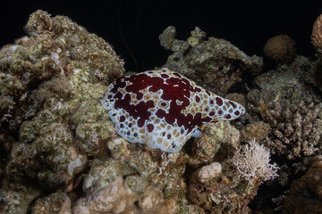 Sea slug in the Red Sea Colorful and beautiful, Eilat Israel
