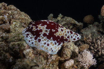 Sea slug in the Red Sea Colorful and beautiful, Eilat Israel
