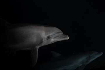 Fototapeta premium Dolphin swimming in the Red Sea, Eilat Israel 