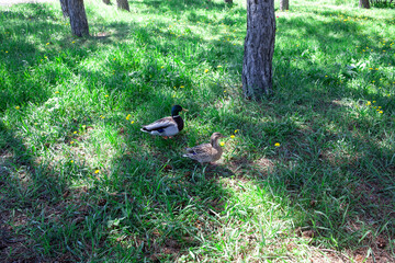 Ducks in the park. Garden ducks male and female. Domestic ducks outdoor. Feeding birds in park. Watching mallards.