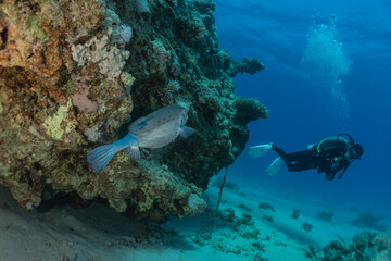 Fish swim in the Red Sea, colorful fish, Eilat Israel
