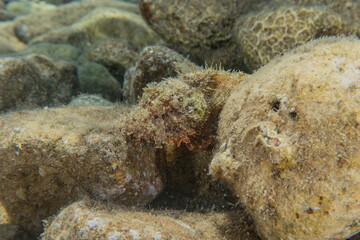 Coral reef and water plants in the Red Sea, Eilat Israel
