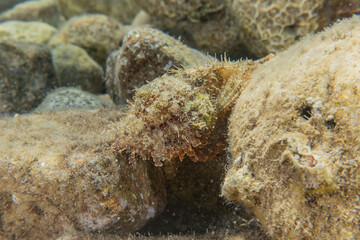 Coral reef and water plants in the Red Sea, Eilat Israel
