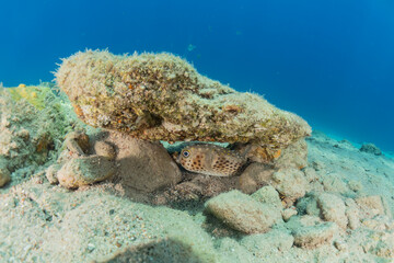 Fish swim in the Red Sea, colorful fish, Eilat Israel
