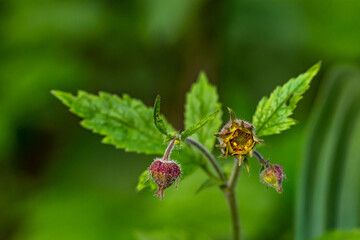 Geum rivale flower growing in forest	