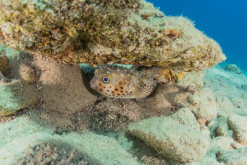 Fish swim in the Red Sea, colorful fish, Eilat Israel
