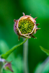 Geum rivale flower in forest, macro	