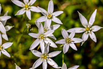 Obraz premium Ornithogalum flower growing in the garden, macro 