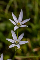 Fototapeta premium Ornithogalum flower in the garden, macro 
