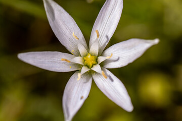 Ornithogalum flower in the garden	