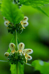 Lamium galeobdolon flower in forest, macro