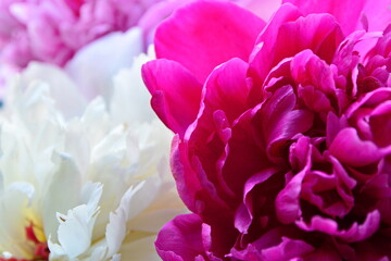 Obraz premium Flower wallpaper. Red peony bud petals macro on blurred background pink and white peony. Selective focus