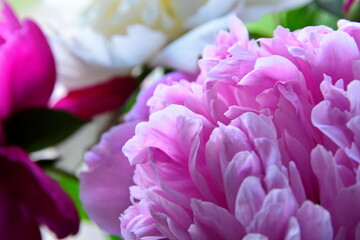 Flower wallpaper. Pink peony bud petals macro on blurred background red and white peony. Selective focus