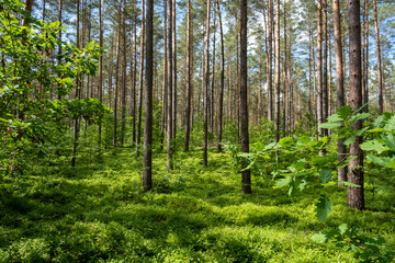 Fototapeta premium Forrest in Serrahn, Germany