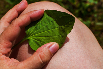plantain leaf on the knee. folk medicine