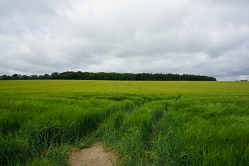 Obraz premium Rye fields, June 2021, photographed in Suffolk, near Newmarket