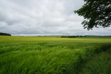 Rye fields, June 2021, photographed in Suffolk, near Newmarket