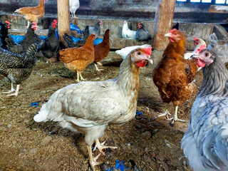 freedom in the field of grown chickens