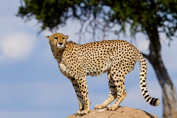 cheetah over termite house observing the plain