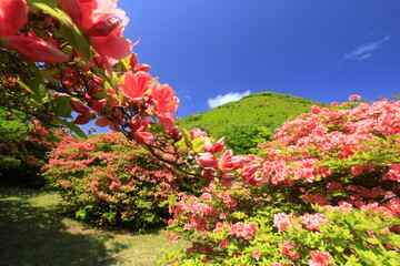 函館市　恵山つつじ公園のエゾヤマツツジ