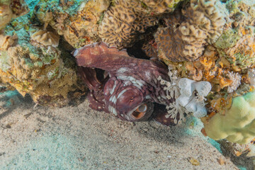 Octopus king of camouflage in the Red Sea, Eilat Israel 
