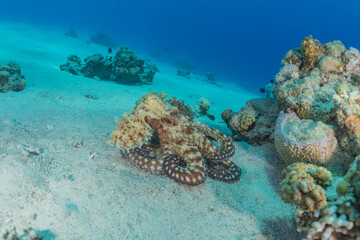Fototapeta premium Octopus king of camouflage in the Red Sea, Eilat Israel 