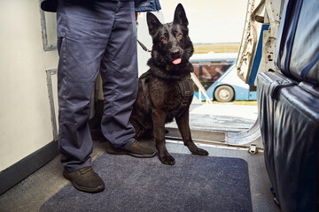 Male security officer with police dog standing inside airplane