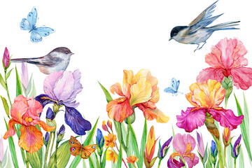 Irises and a birds and butterflies.Beautiful floral background for postcards on an isolated white background
