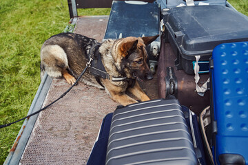 Sniffer dog or drug detection dog inspecting luggage in airport