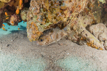 Octopus king of camouflage in the Red Sea, Eilat Israel 
