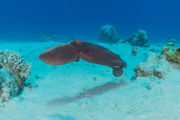 Fototapeta premium Octopus king of camouflage in the Red Sea, Eilat Israel 