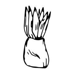 Fototapeta premium A potted plant, hand-drawn on a white background, in the style of a sketch.